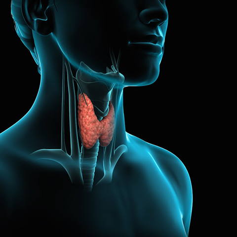 Thyroidectomy Surgery